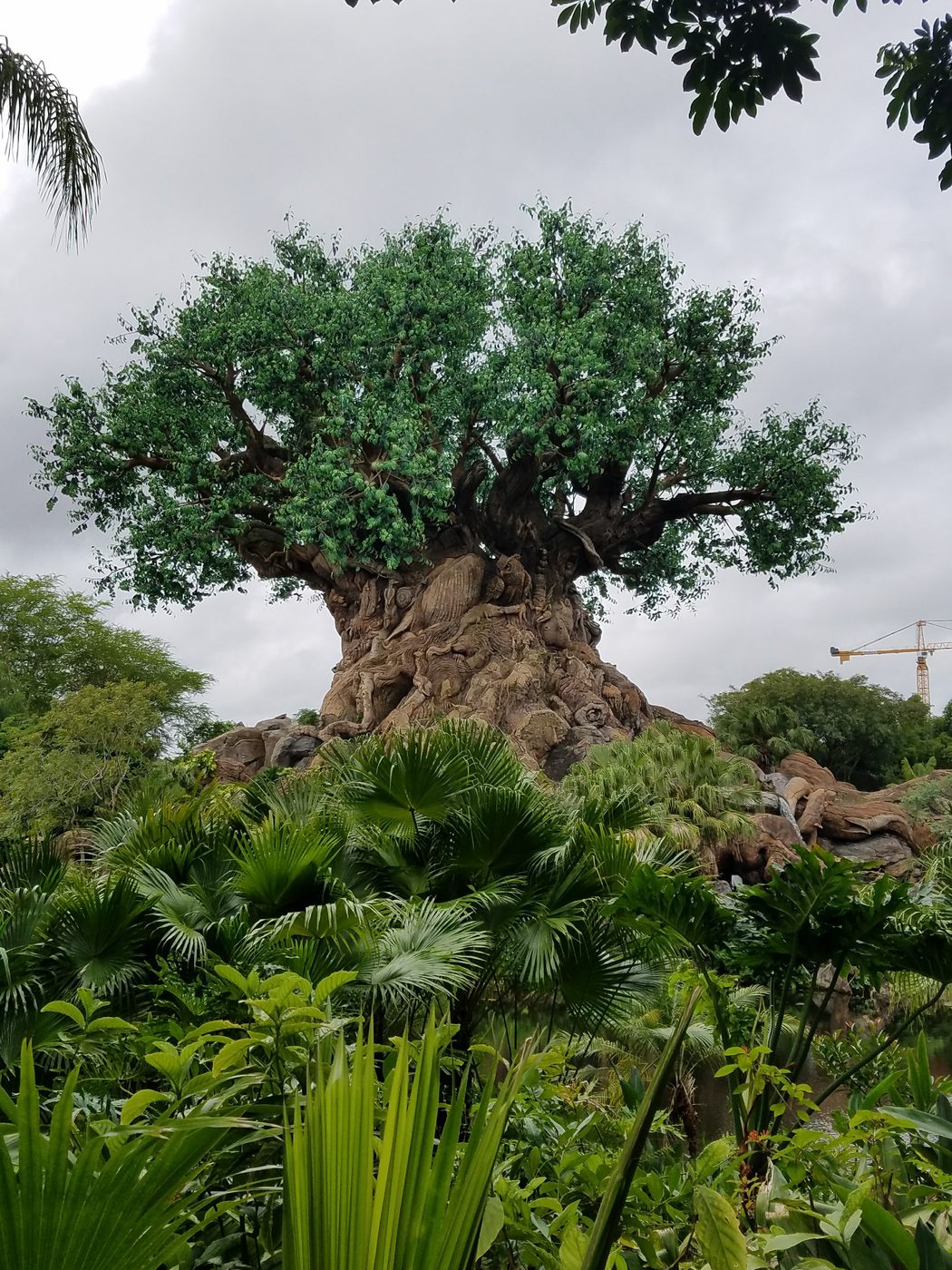 Tree of Life, Animal Kingdom